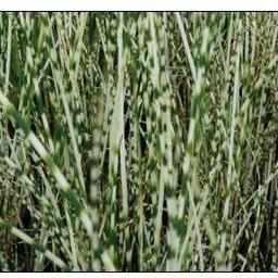 Scirpus 'Zebrinus' - Zebra Rush (Bare Root) - Play It Koi