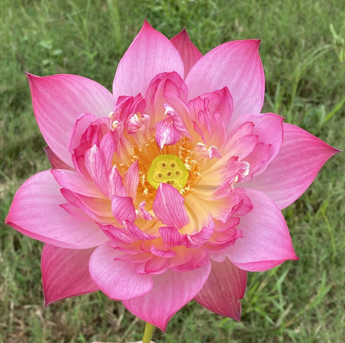 Semi-Double Flecked Peach Lotus (Bare Root) - Play It Koi