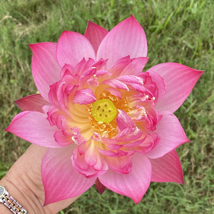 Semi-Double Flecked Peach Lotus (Bare Root) - Play It Koi