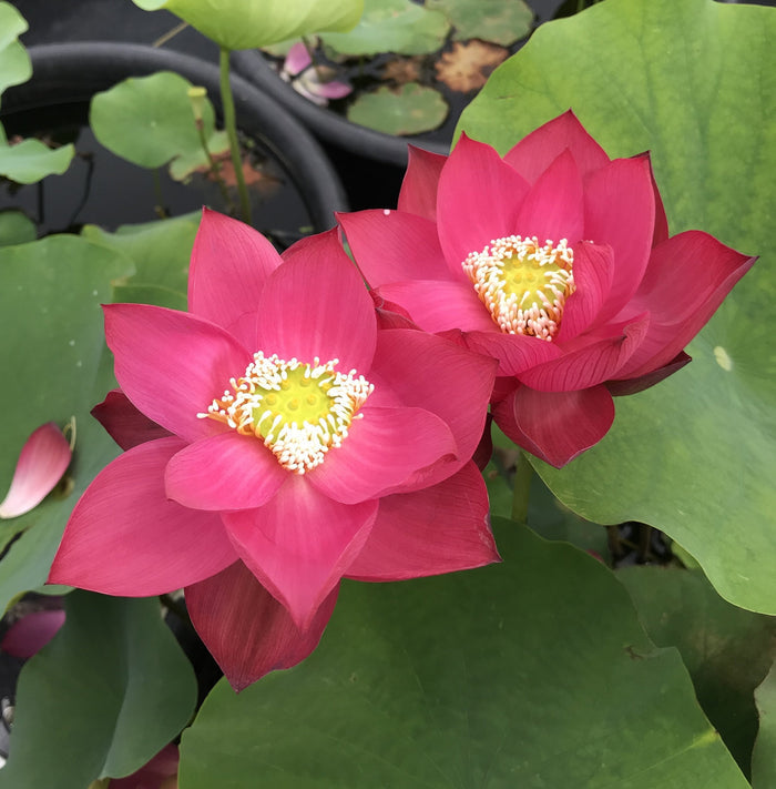 Chinese Red Shanghai - Glorious Red! - Ten Mile Creek Nursery