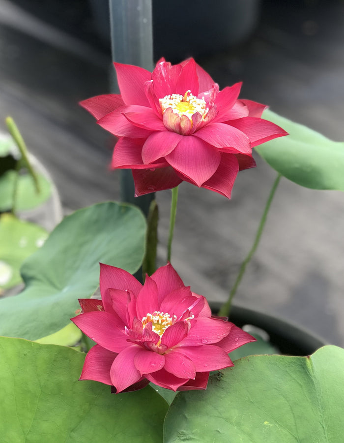 Chinese Red Shanghai - Ten Mile Creek Nursery