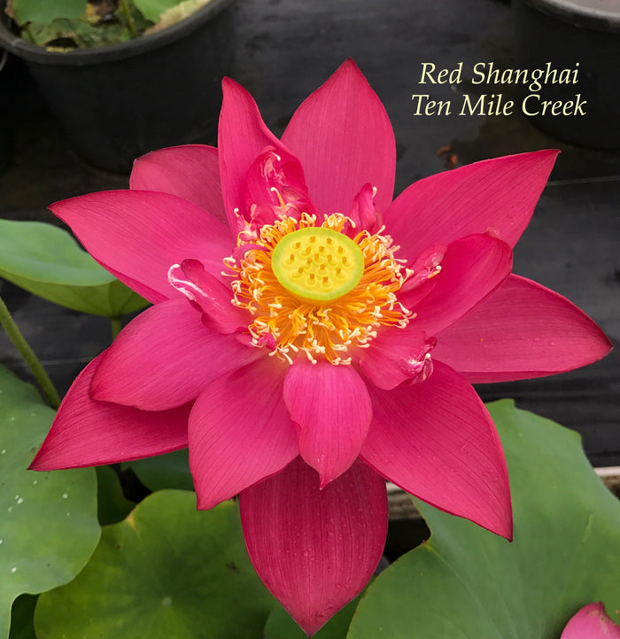 Chinese Red Shanghai - Ten Mile Creek Nursery