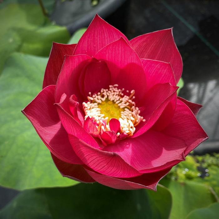 Chinese Red Shanghai - Glorious Red! - Ten Mile Creek Nursery