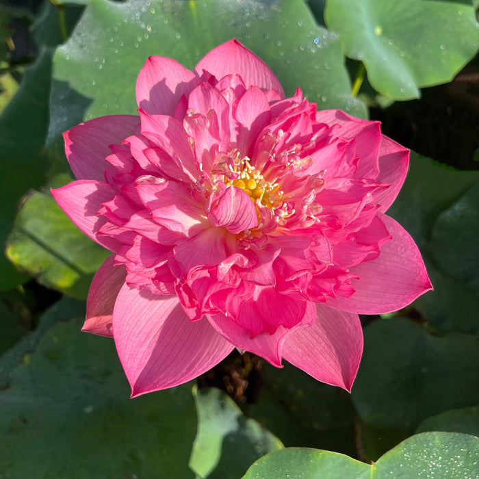 Shaoshan - Red City Series - Ten Mile Creek Nursery