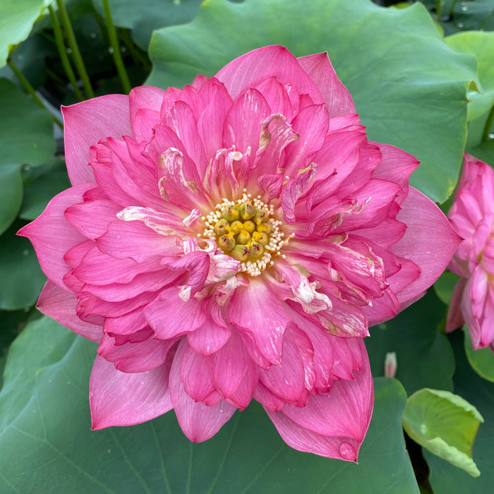 Shaoshan Lotus- City Series (Bare Root)