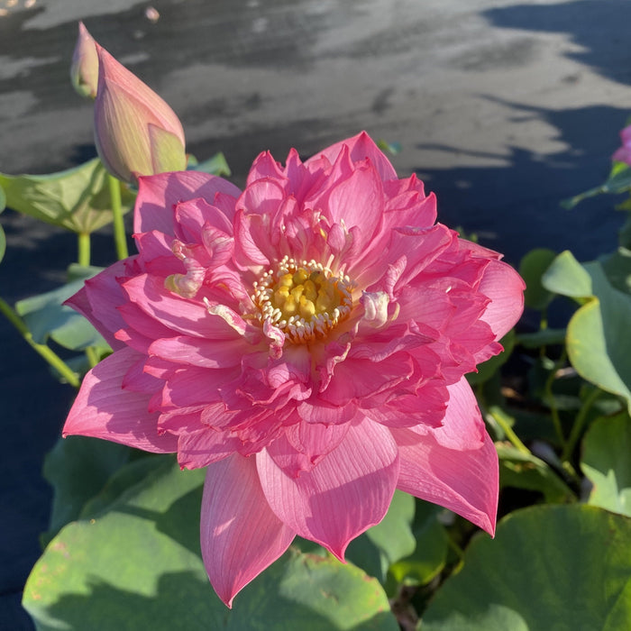 Chinese Red Shaoshan - Ten Mile Creek Nursery