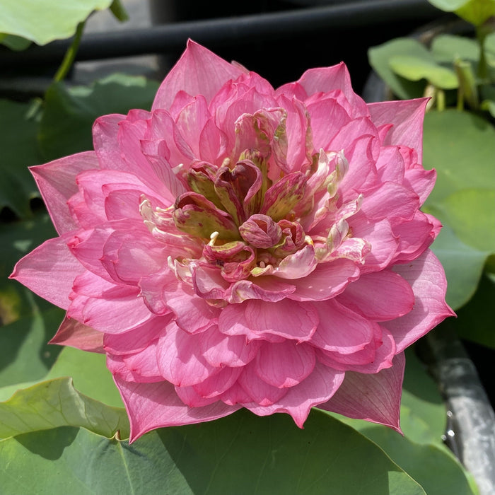 Chinese Red Shaoshan - Ten Mile Creek Nursery