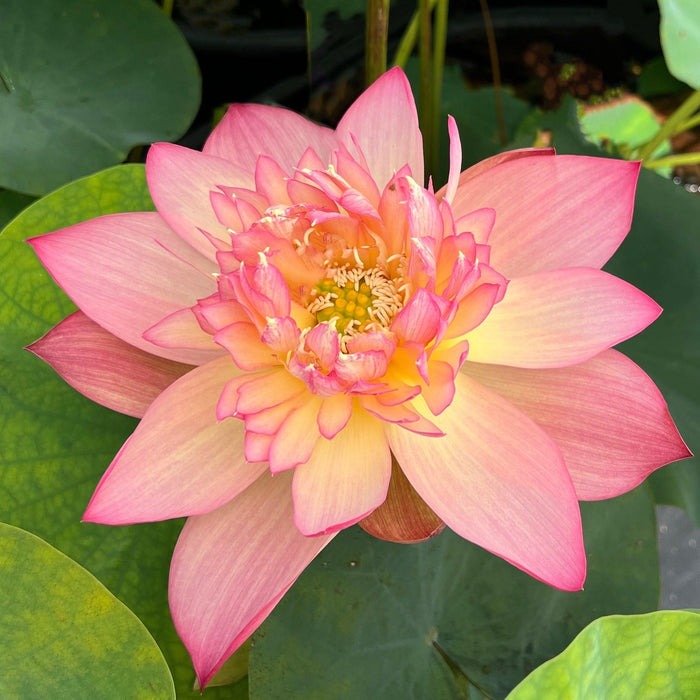 2024 Shicheng Jinxiu Lotus (Bare Root) - Play It Koi