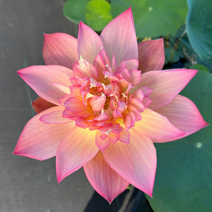 2024 Shicheng Jinxiu Lotus (Bare Root) - Play It Koi
