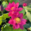 Shine Miniature Lotus (Bare Root)