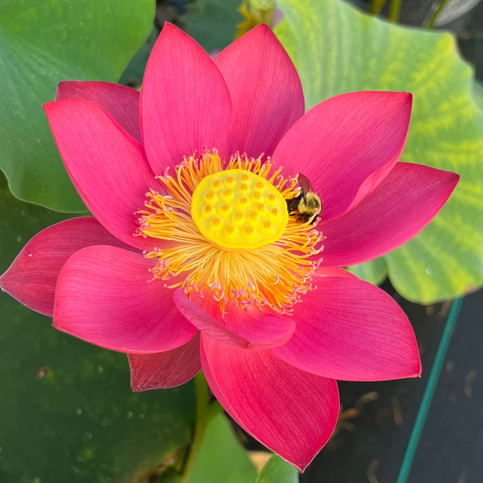Shine Miniature Lotus (Bare Root)