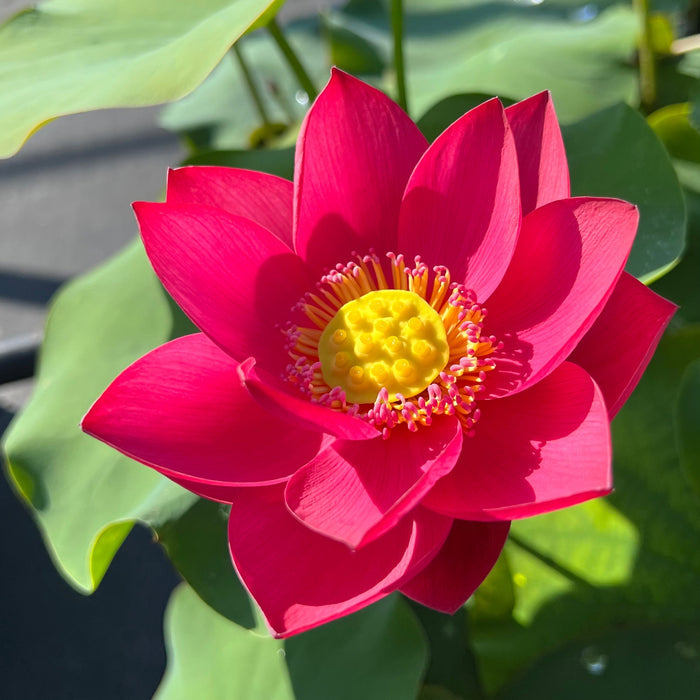 Shine Miniature Lotus (Bare Root)