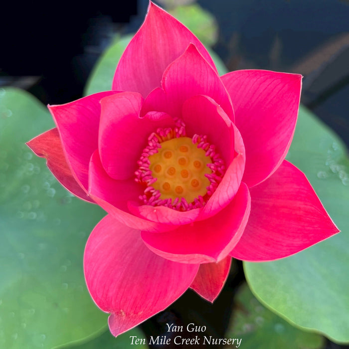 Shine Miniature Lotus (Bare Root)
