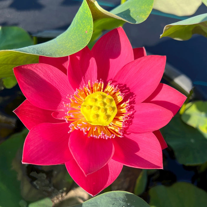 Shine Miniature Lotus (Bare Root)