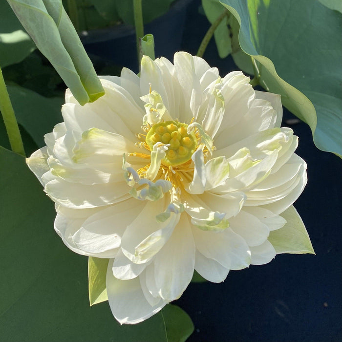 Shiroman Lotus (Bare Root) - Play It Koi