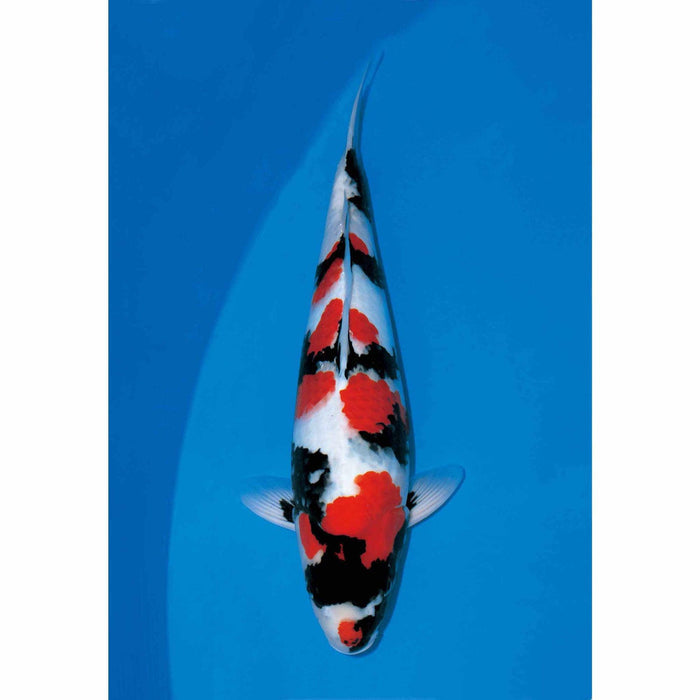 Showa - Play It Koi