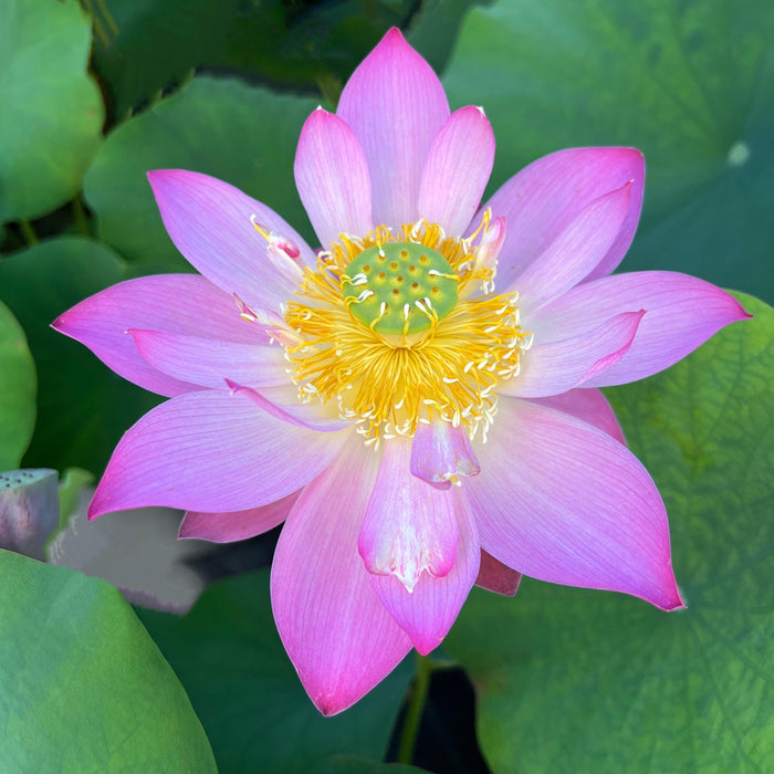 Shy Face of Child Lotus (Bare Root) - Play It Koi