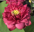 2024 Siam Ruby - Flaming Red Color Lotus (Bare Root) - Play It Koi