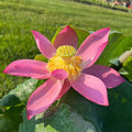 2024 Sincerity Lotus (Bare Root) - Play It Koi