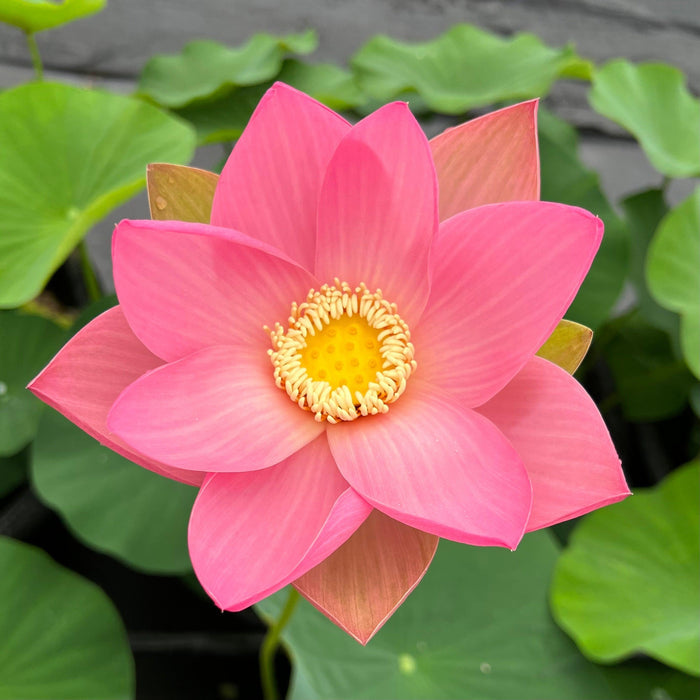Sino-American Excellence Lotus (Bare Root) - Play It Koi