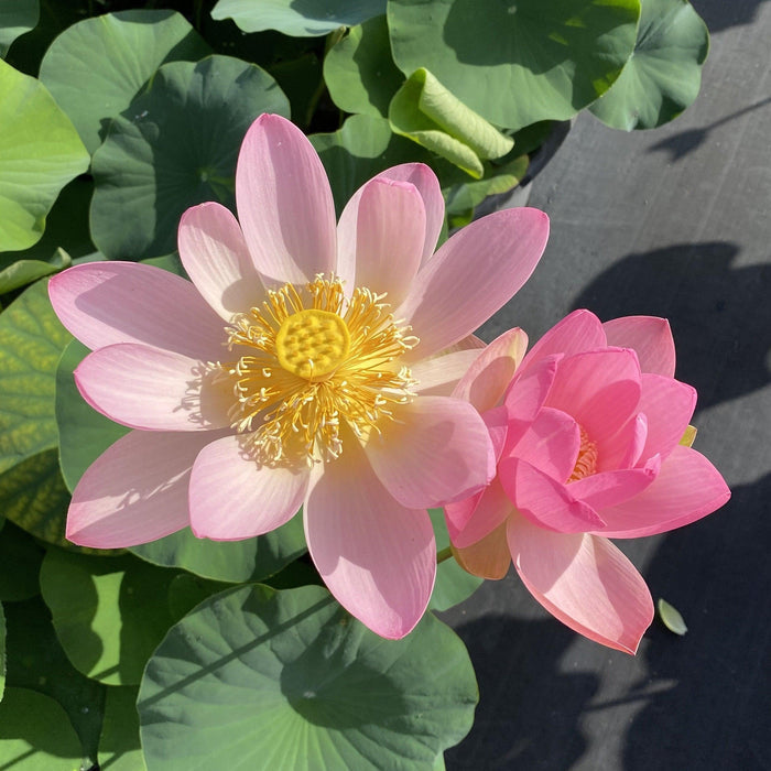 Sino-American Excellence Lotus (Bare Root) - Play It Koi