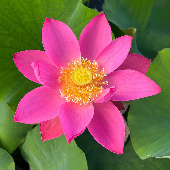 Slim Red Fingers Lotus (Bare Root) - Play It Koi