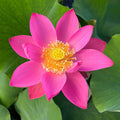 Slim Red Fingers Lotus (Bare Root) - Play It Koi