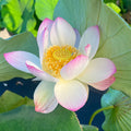 Smiling Flower Lotus (Bare Root)