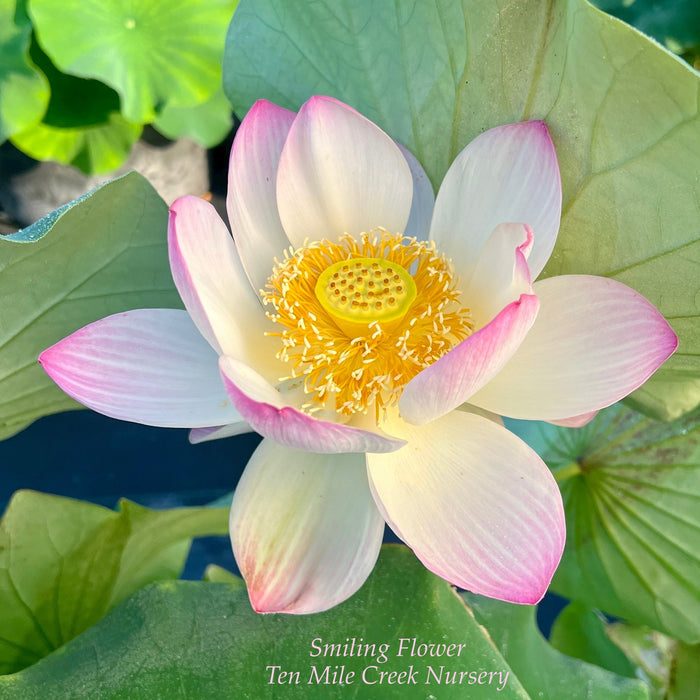 Smiling Flower Lotus (Bare Root)