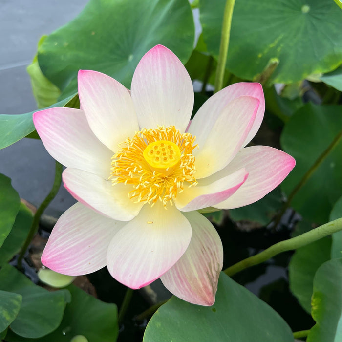 Smiling Flower Lotus (Bare Root)