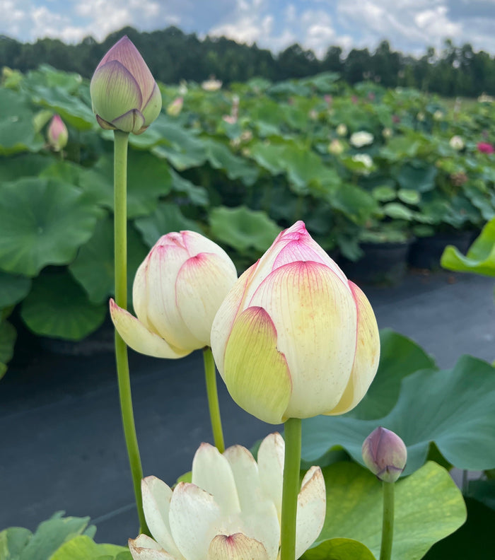 Smiling Flower Lotus (Bare Root)