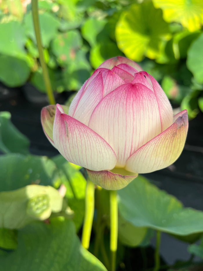 Smiling Flower Lotus (Bare Root)
