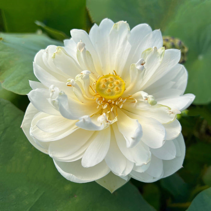 Snow White Lotus (Bare Root) - Play It Koi