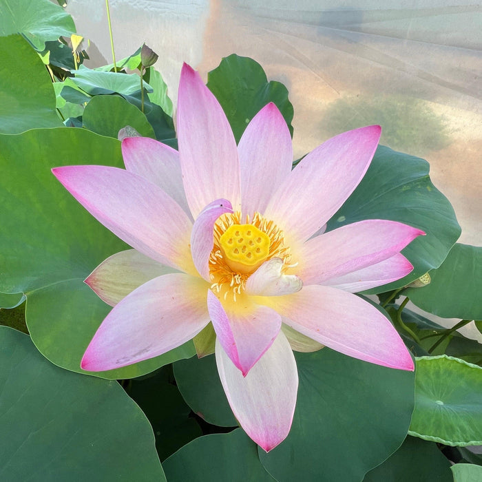 Somahai - A Flower Forest Lotus (Bare Root) - Play It Koi