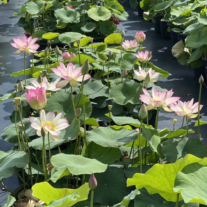 Somahai - A Flower Forest Lotus (Bare Root) - Play It Koi