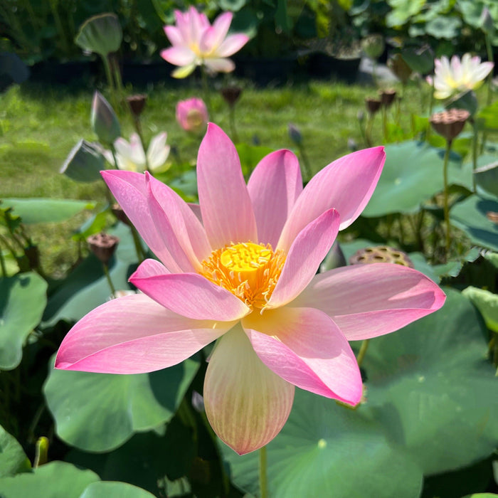 Somahai - A Flower Forest Lotus (Bare Root) - Play It Koi