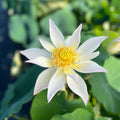 Song of the Moon - One of a Kind Lotus (Bare Root) - Play It Koi