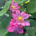 Songcheng Summer Pink Lotus (Bare Root)