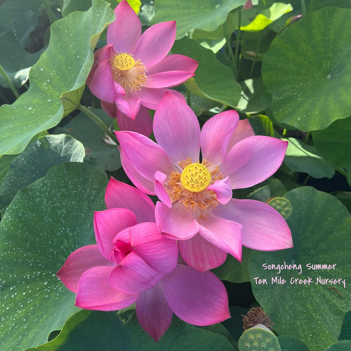 Songcheng Summer Pink Lotus (Bare Root)