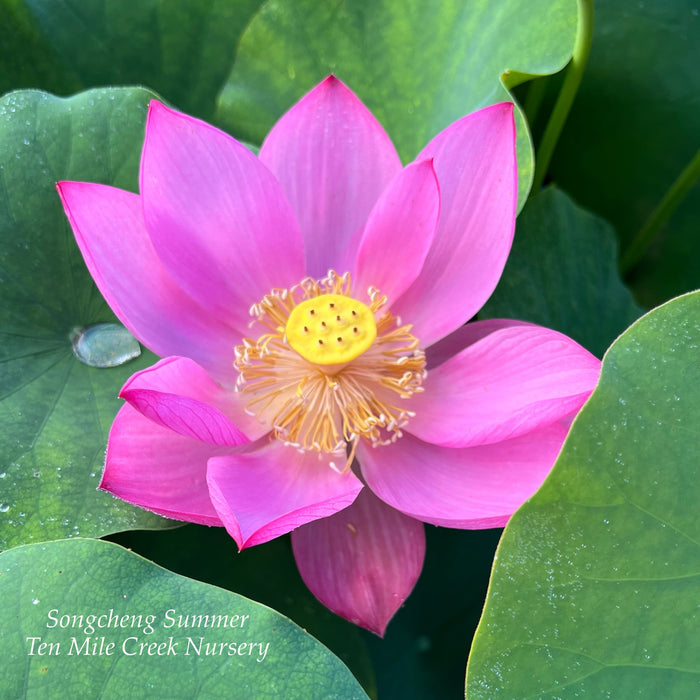 Songcheng Summer Pink Lotus (Bare Root)