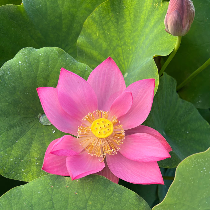 Songcheng Summer Pink Lotus (Bare Root)