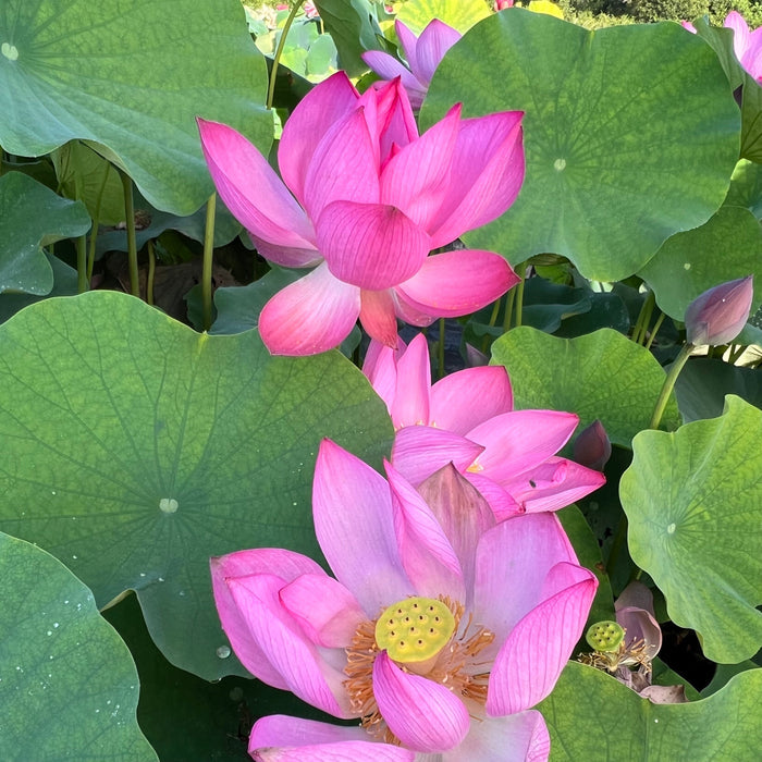 Songcheng Summer Pink Lotus (Bare Root)