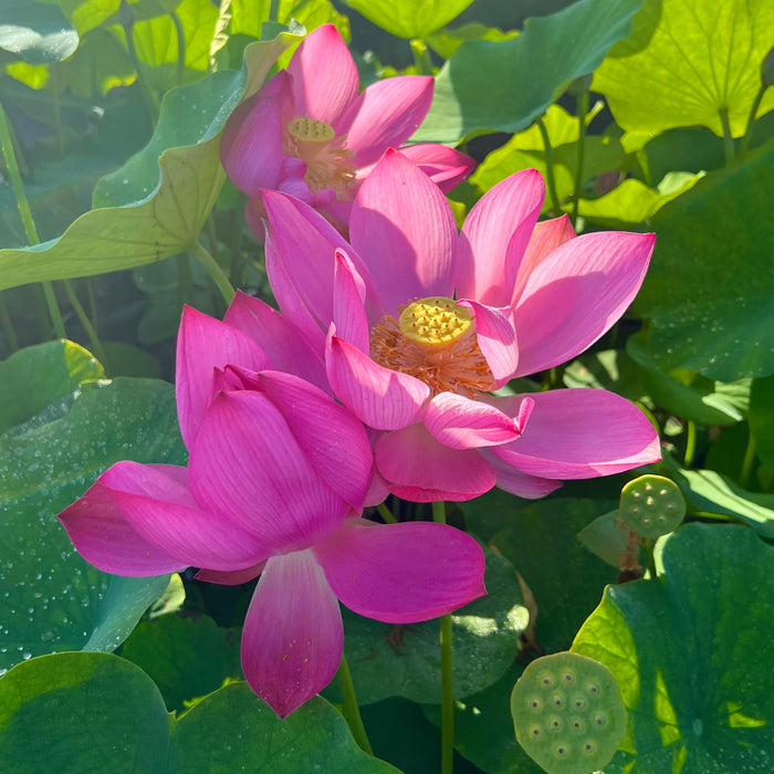 Songcheng Summer Pink Lotus (Bare Root)