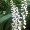 Spiranthes Cernua Var. Ordata 'Fragrant Ladies Tresses' (Bare Root) - Play It Koi