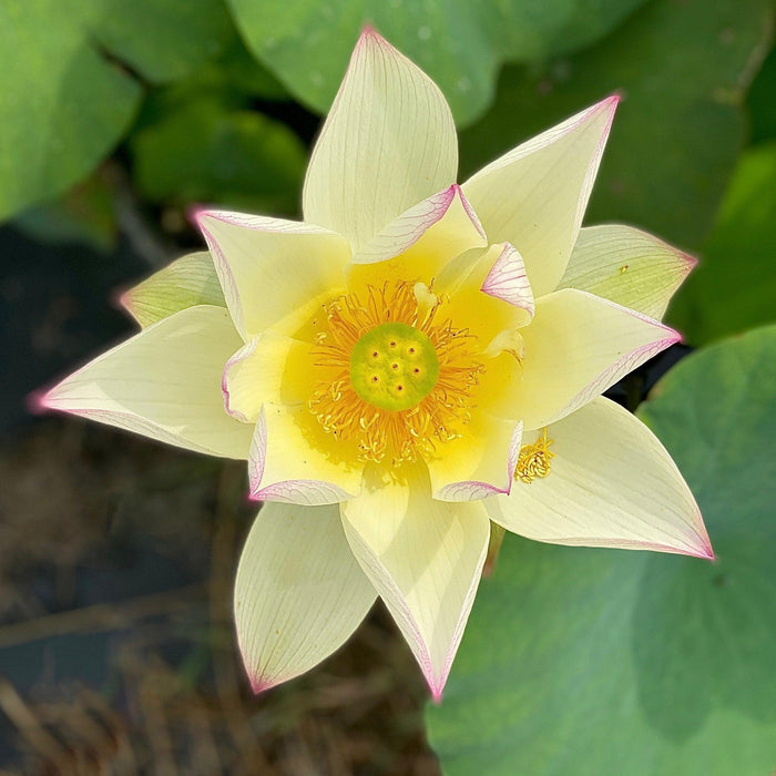 Splendid Sunset Lotus (Bare Root) - Play It Koi