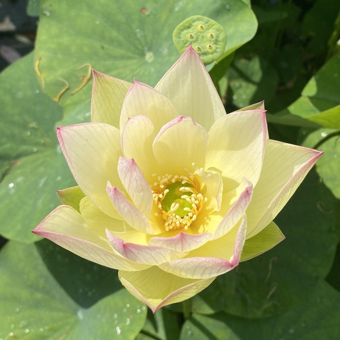 Splendid Sunset Lotus (Bare Root) - Play It Koi