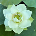 Spring in Nanjing Lotus (Bare Root) - Play It Koi