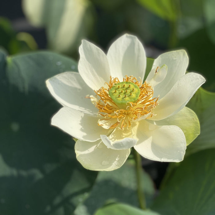Star of Green - Perfection Every Time Lotus (Bare Root) - Play It Koi
