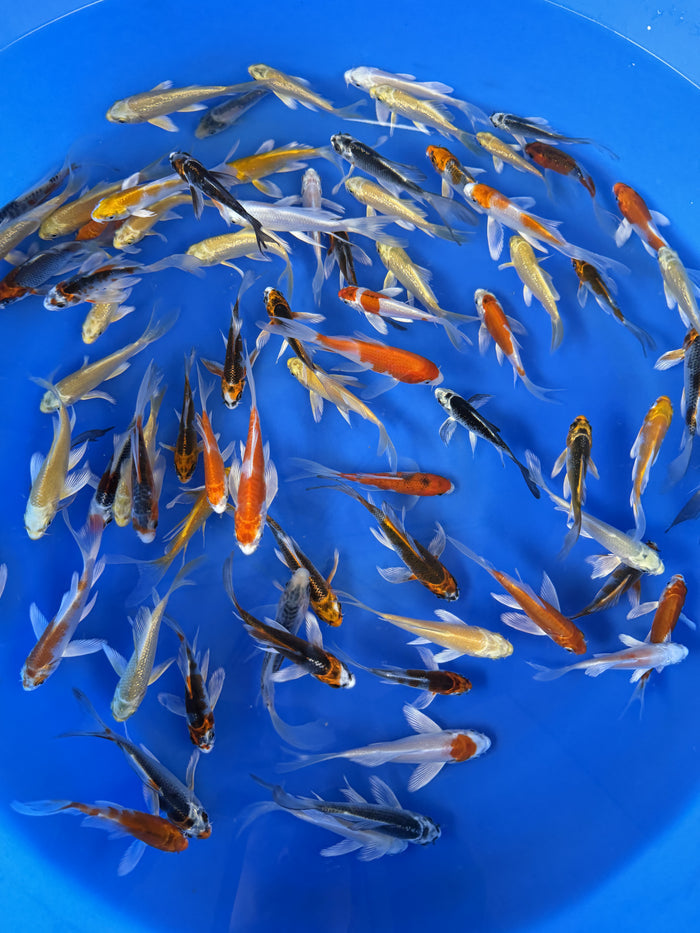 Suda Koi Farm – Butterfly (Hirenaga) Tosai Packages