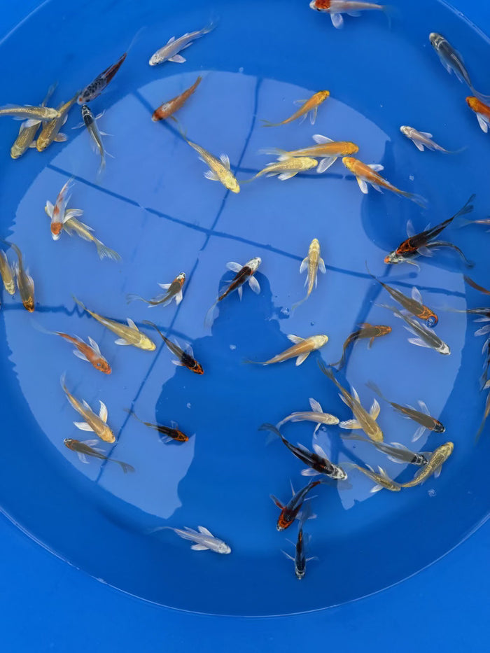 Suda Koi Farm – Butterfly (Hirenaga) Tosai Packages